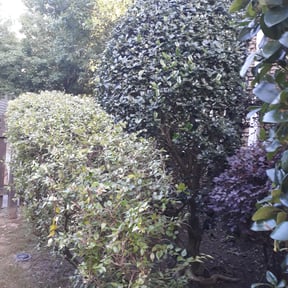 Bush Trimming by Haulin Hooligans LLC reviewed on July 23, 2025