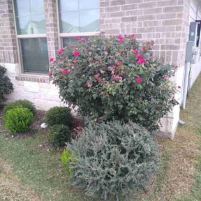 Bush Trimming by Aidens Construction reviewed on August 20, 2025
