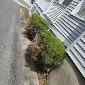 Bush Trimming by Ivester Lawn Care reviewed on May 8, 2024