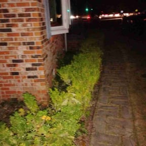 Bush Trimming by SLK Landscaping reviewed on December 1, 2025