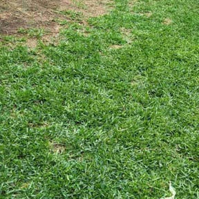 gardening service by Affordable LAWN Care reviewed on August 16, 2025