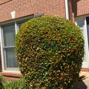 Bush Trimming by Belleaire Lawn Care reviewed on November 24, 2025