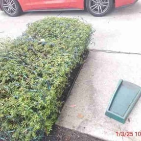 Bush Trimming by DeBaun Lawn Care reviewed on August 15, 2025