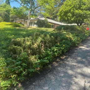 Bush Trimming by Genesis One Lawn and Tree Service reviewed on August 20, 2025