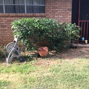 Bush Trimming by Muniz landscaping reviewed on August 19, 2025
