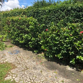 Bush Trimming by NMH Renovations&landscaping LLC reviewed on August 19, 2025