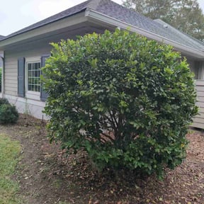 Bush Trimming by DeGore Landscaping reviewed on October 22, 2025