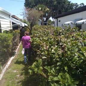 Bush Trimming by Clinton's lawn service llc reviewed on November 24, 2025