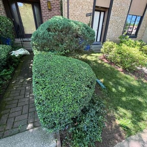 Bush Trimming by Valmont Landscaping and Construction reviewed on August 21, 2025