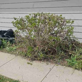 Bush Trimming by The Upgrade reviewed on June 8, 2026