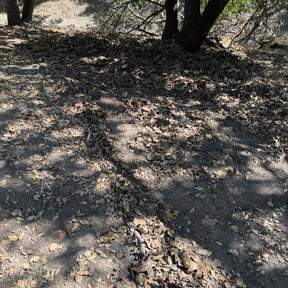 Leaf Removal by DR Lawn Care Services reviewed on October 1, 2025