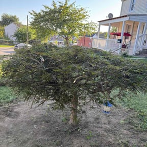 Bush Trimming by Jax lawn Services reviewed on December 9, 2025