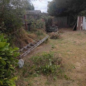 Bush Trimming by Forever Green FG LLC reviewed on November 4, 2025