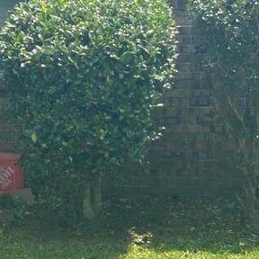 Bush Trimming by Zaedah LLC reviewed on October 23, 2025