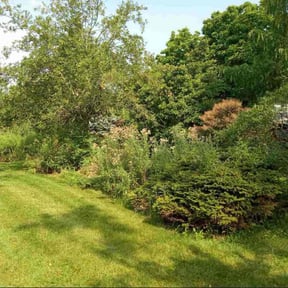 Bush Trimming by 614LawnZ  reviewed on October 18, 2025