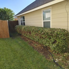 Bush Trimming by Sho-Gun LawnCare Llc reviewed on August 17, 2025