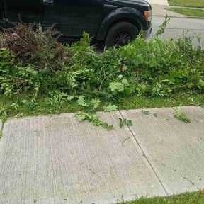 Bush Trimming by Sasquatch Landscaping and Design reviewed on June 26, 2026