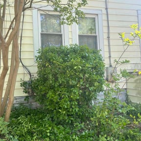 Bush Trimming by T&amp;T landscaping reviewed on November 27, 2025