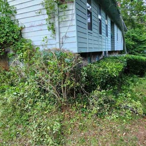 Bush Trimming by Stephen Reynolds reviewed on May 9, 2024