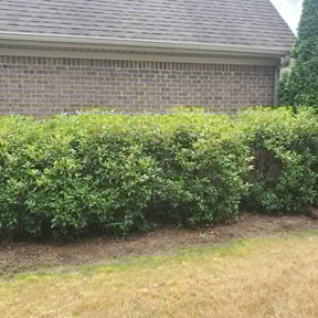 Flower Bed Weeding by Jay-Lyns LLC reviewed on August 17, 2025
