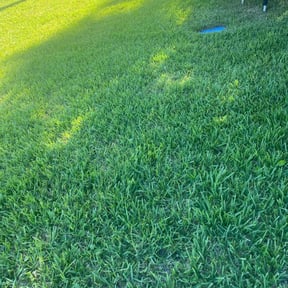 yard care by Copperfield Lawn reviewed on January 29, 2026