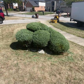 Bush Trimming by A better way lawn care service reviewed on August 16, 2025