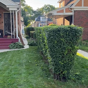 Bush Trimming by Magnus Lawn Maintenance reviewed on November 24, 2025