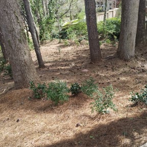 Flower Bed Weeding by Lawncare man reviewed on August 16, 2025
