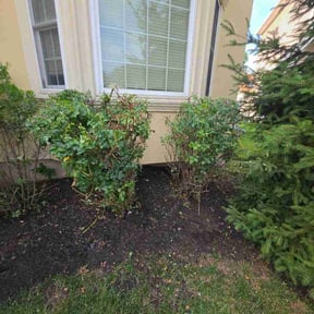 Bush Trimming by AB Yard Service reviewed on July 5, 2026