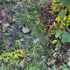 Bush Trimming by Hugo's Lawns reviewed on August 21, 2025