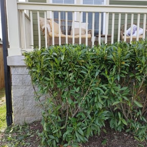 Bush Trimming by lazer lawns reviewed on May 3, 2024