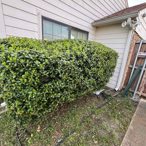 Bush Trimming by Hovde landscaping reviewed on August 21, 2025