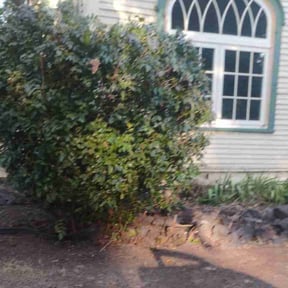 Bush Trimming by Trim-UR-Bush lawncare and property maintenance reviewed on November 22, 2025