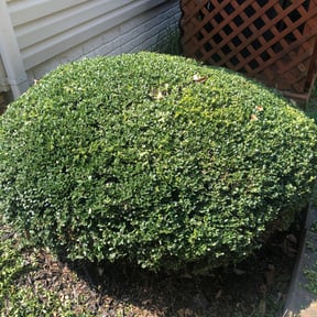 Bush Trimming by Greg's gardens reviewed on August 16, 2025