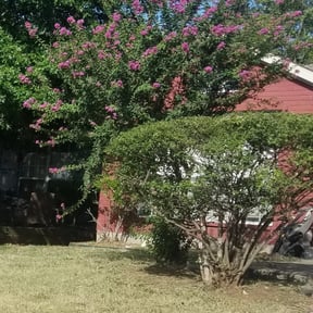 Bush Trimming by Blu's Lawn Care reviewed on November 23, 2025