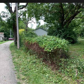 Bush Trimming by CK lawn care reviewed on March 5, 2026