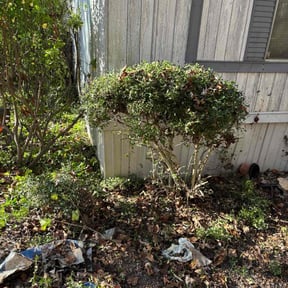Bush Trimming by ClearCoast Lawn Solutions reviewed on November 20, 2025