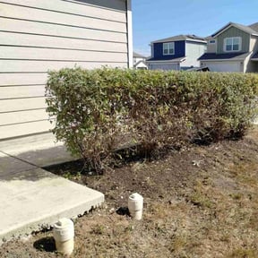 Bush Trimming by Fuse Outdoor Lighting and Landscape reviewed on October 22, 2025