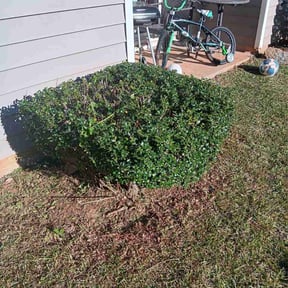 Bush Trimming by ClearCoast Lawn Solutions reviewed on April 22, 2024