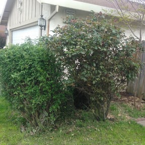 Bush Trimming by I Got You, LLC reviewed on September 15, 2024