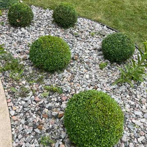 Bush Trimming by Drew lawn care reviewed on June 22, 2026
