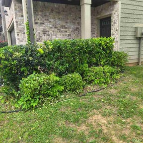 Bush Trimming by Jts lawncare reviewed on May 24, 2026