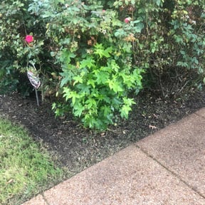 Flower Bed Weeding by Alcayde.lawn care reviewed on August 17, 2025
