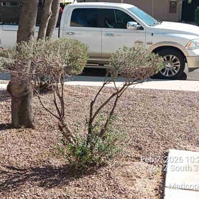 Bush Trimming by Advanced Agricultural Solutions reviewed on February 11, 2026