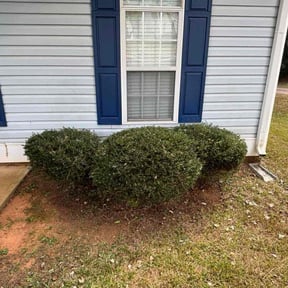 Bush Trimming by RGV LawnCare Services reviewed on October 24, 2025