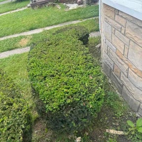 Bush Trimming by TruGreen LawnCare reviewed on June 14, 2026
