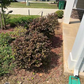 Bush Trimming by Outsiders Landscape Co. LLC reviewed on August 15, 2025