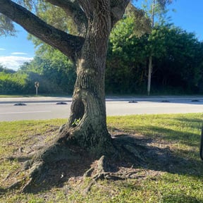 Bush Trimming by Top Notch Lawn &amp; Landscaping, LLC reviewed on November 24, 2025