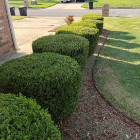 Bush Trimming by Lazy Day Lawn Maintenance reviewed on August 19, 2025
