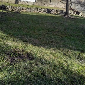 Leaf Removal by Matts lawn care reviewed on August 15, 2025